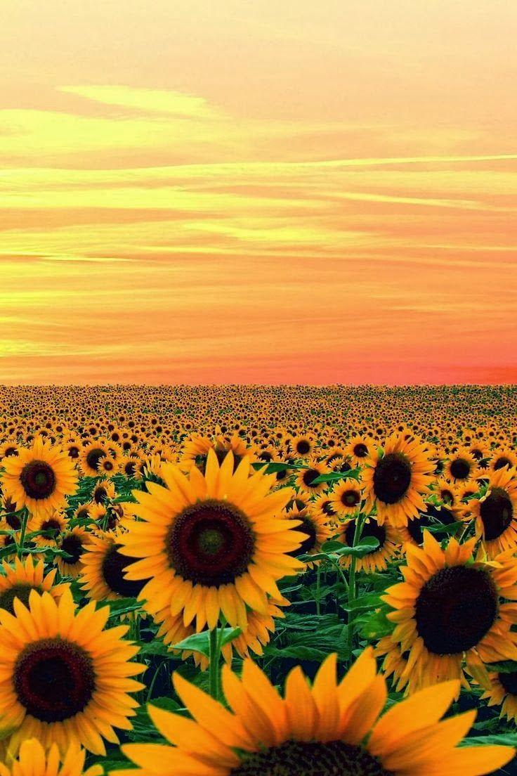 Whispers of the Meadow Breeze